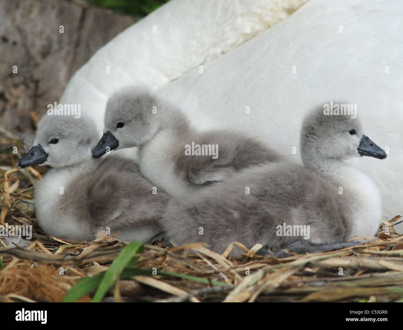 young cygnetts cygnets juvenile swans Stock Photo