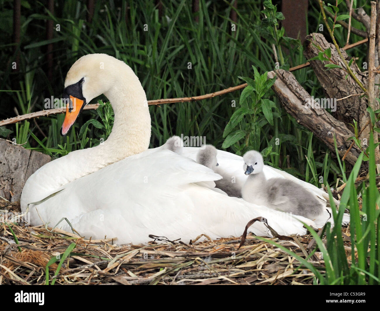 A swan with young cygnets sitting in her wings. Stock Photo