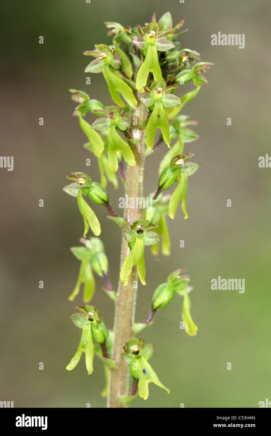 Common Twayblade Neottia ovata Stock Photo
