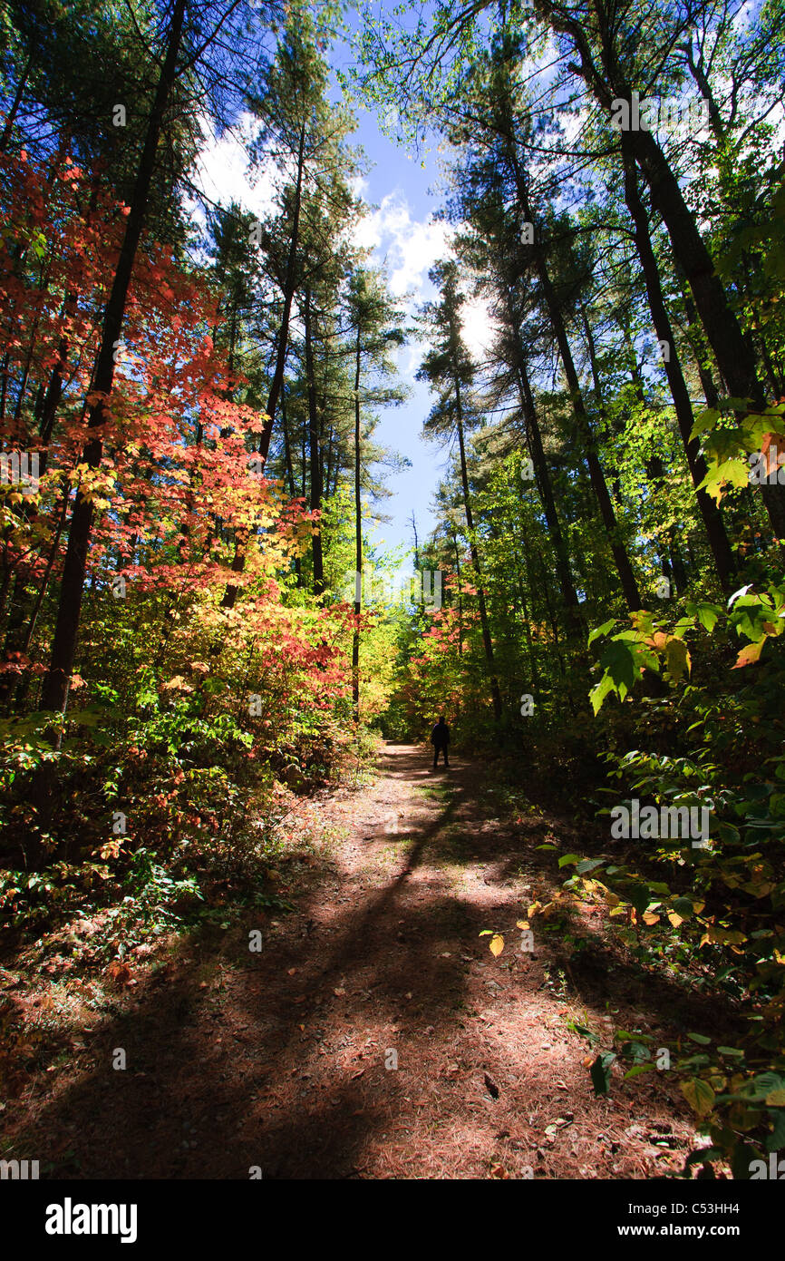 Forest path tall trees sunlight hi-res stock photography and images - Alamy