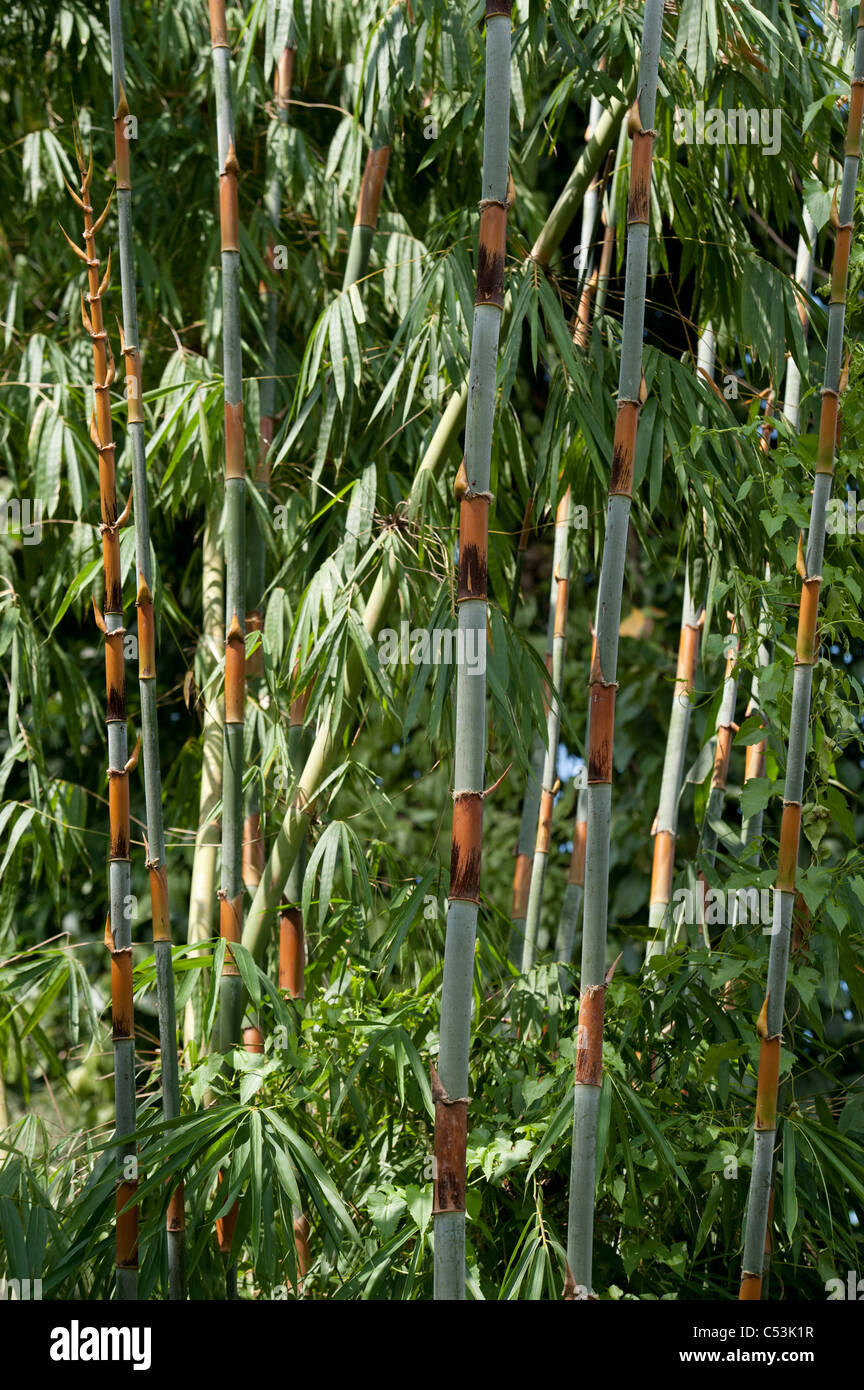 Bamboo forest, Chiang Dao, Chiang Mai Province, Thailand Stock Photo