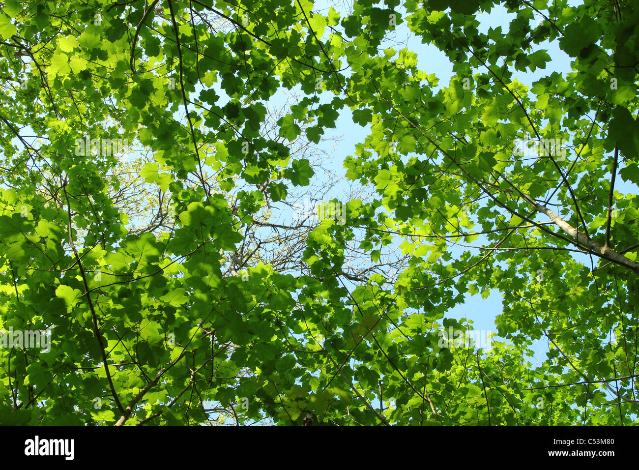 Fresh spring green tree leaves canopy in a forest.. Stock Photo