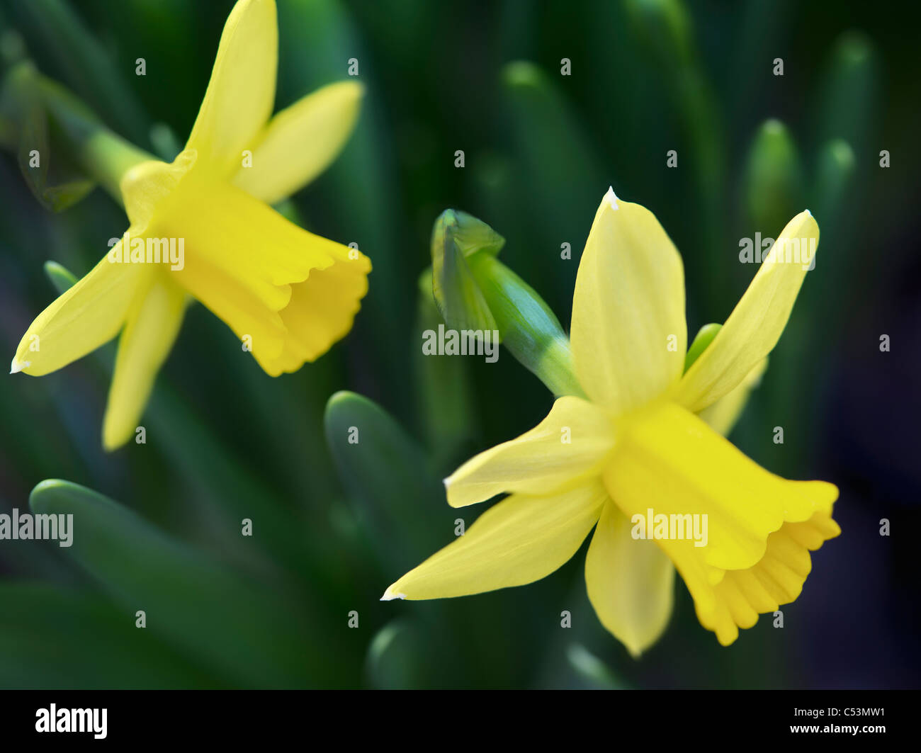 Close up of two daffodils. Tete-A-Tete variety. Stock Photo