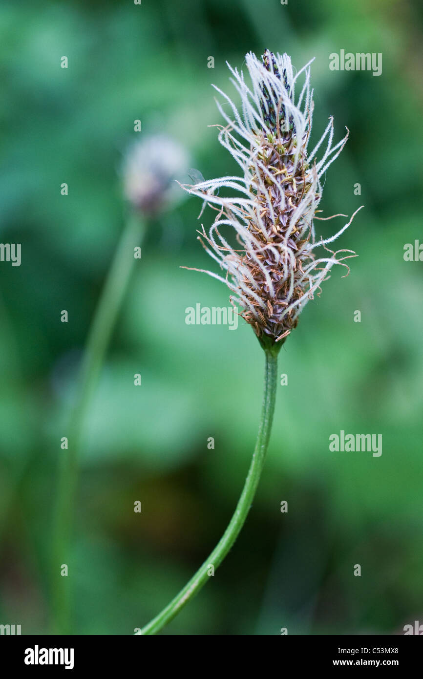 Rare wild UK plant, Spiked Rampion, picture taken late June, found in East Sussex, England View from the side. Close up (macro) Stock Photo