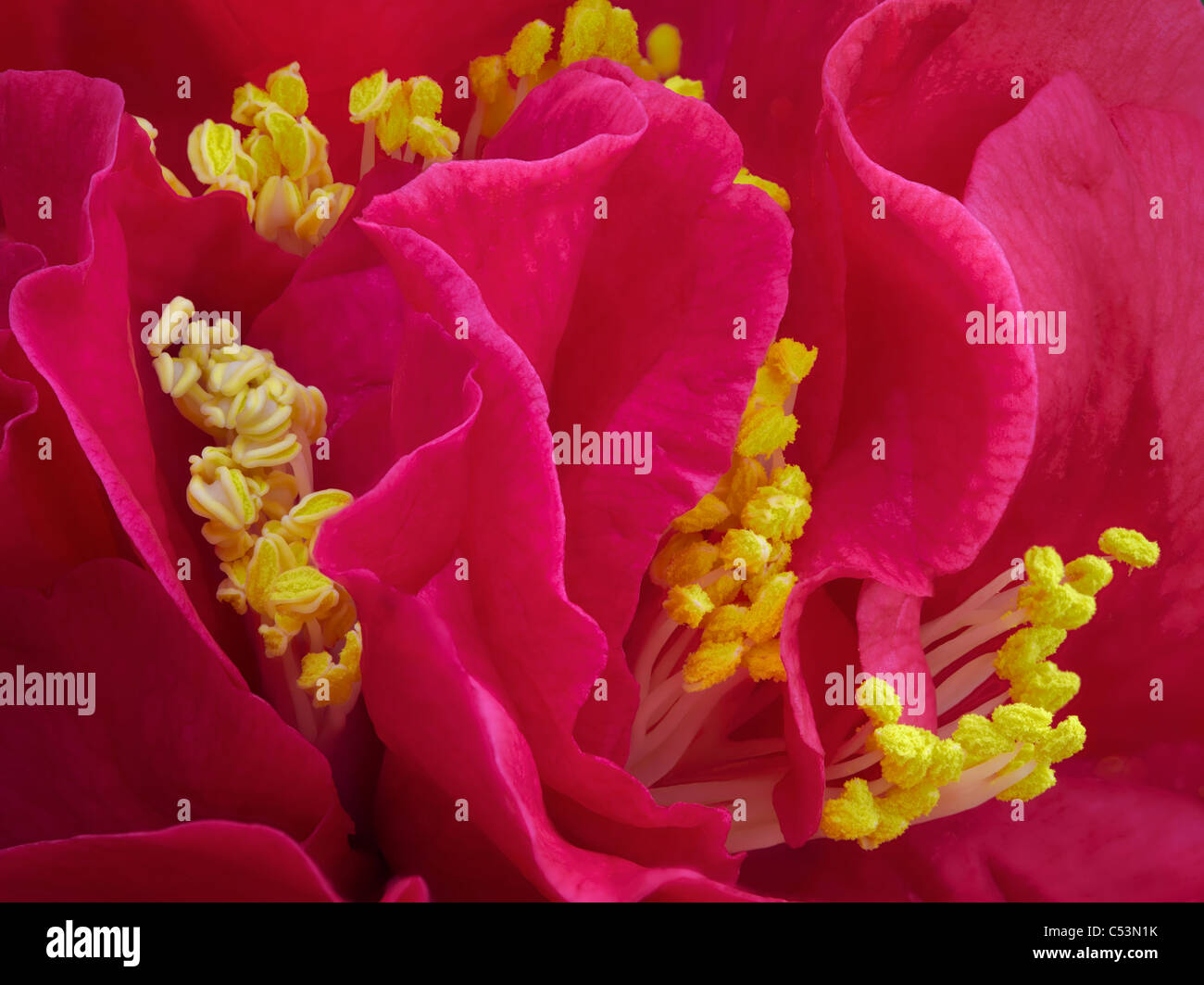 Close up of Camellia Japonica 'Kramers Supreme'. Stock Photo