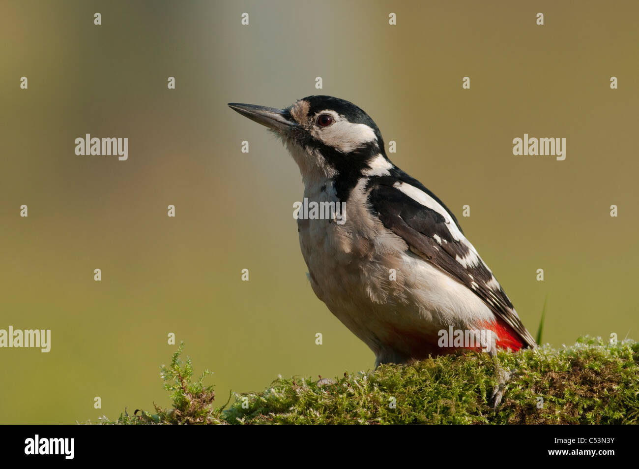 Great Spotted Woodpecker (Dendrocopos major) perched on moss covered log Stock Photo