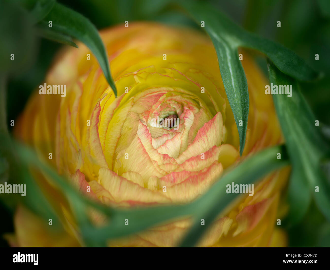 Close up of yellow Ranunculus. Stock Photo