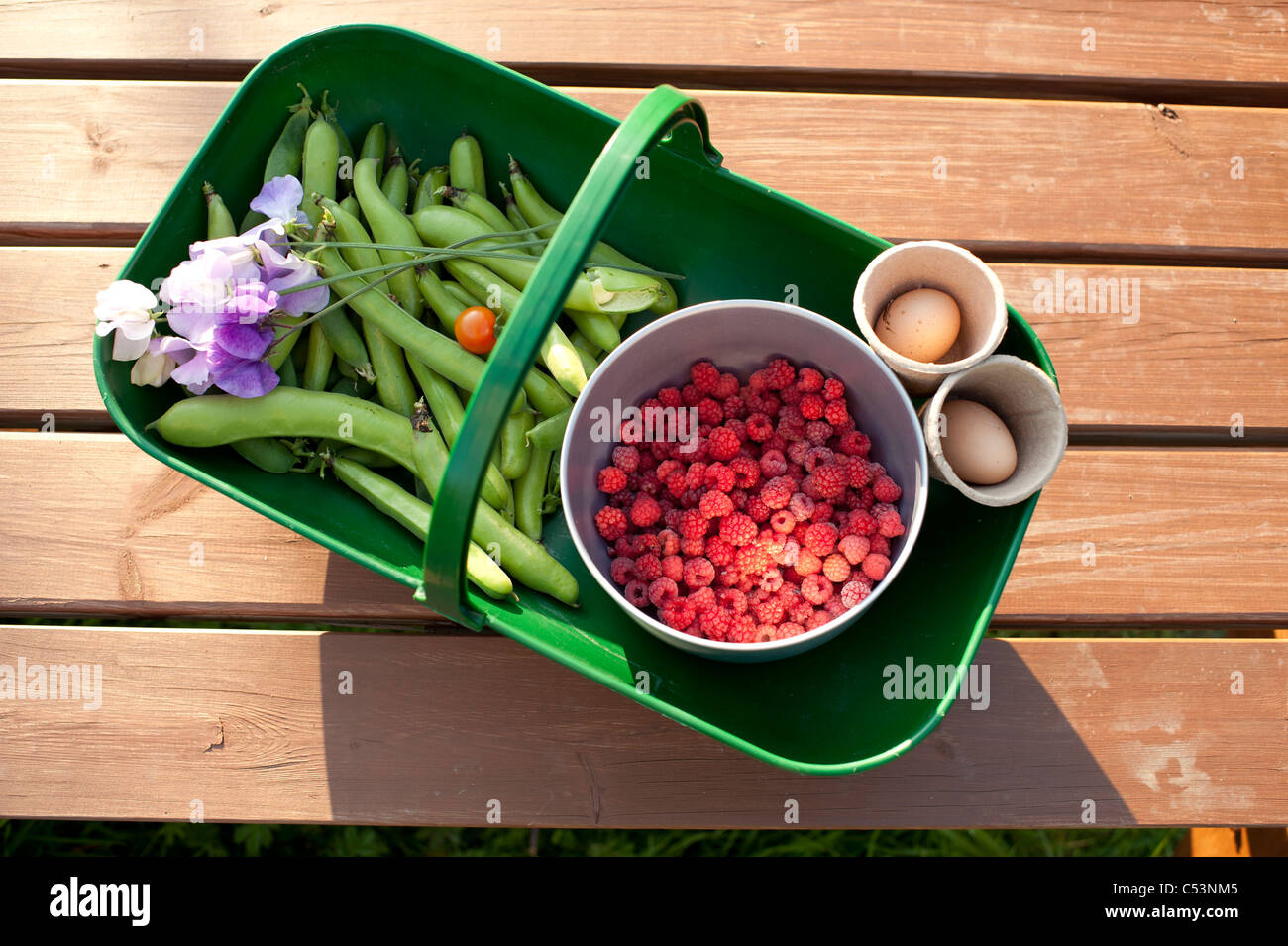 A plastic trug basket full of fresh garden produce grown on an allotment, UK - peas beans raspberries Stock Photo