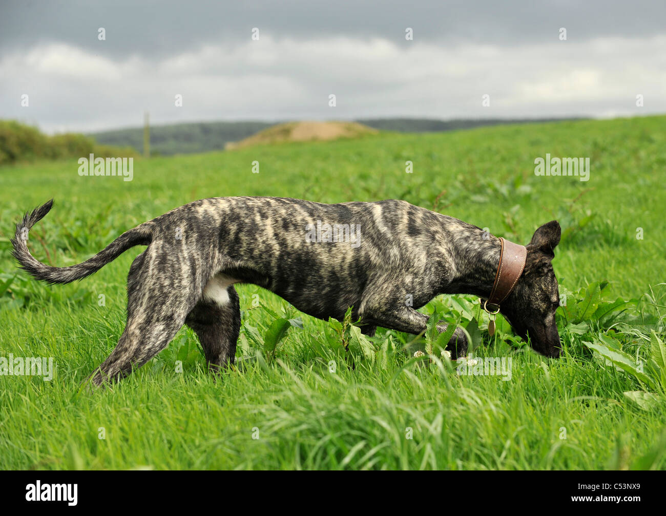 lurcher hunting in the grass Stock Photo