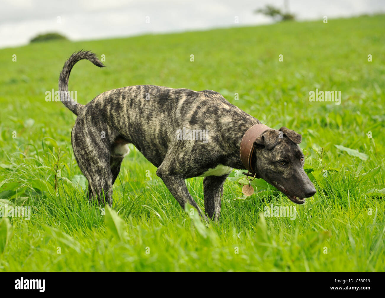 a lurcher dog hunting in a field Stock Photo