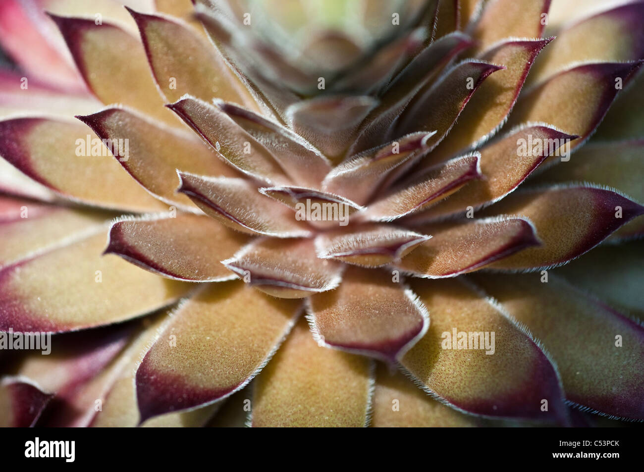 Sempervivum 'Skrocki's Bronze' - Houseleeks or Liveforever Stock Photo