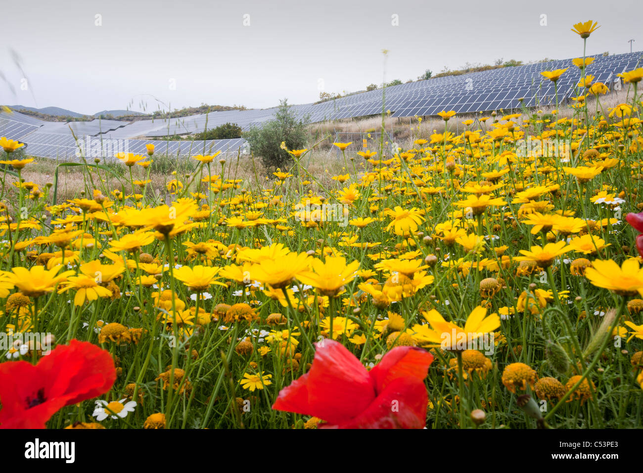 Wildflowers and a photo voltaic solar power station near Lucainena de ...