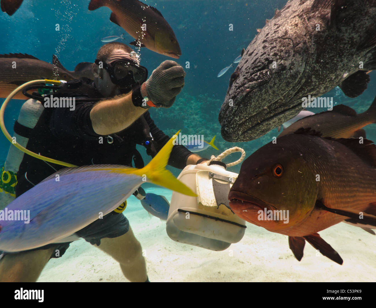 Closeup of Scuba diver feeding a giant potato cod and school of fish on the Great Barrier Reef, Australia Stock Photo