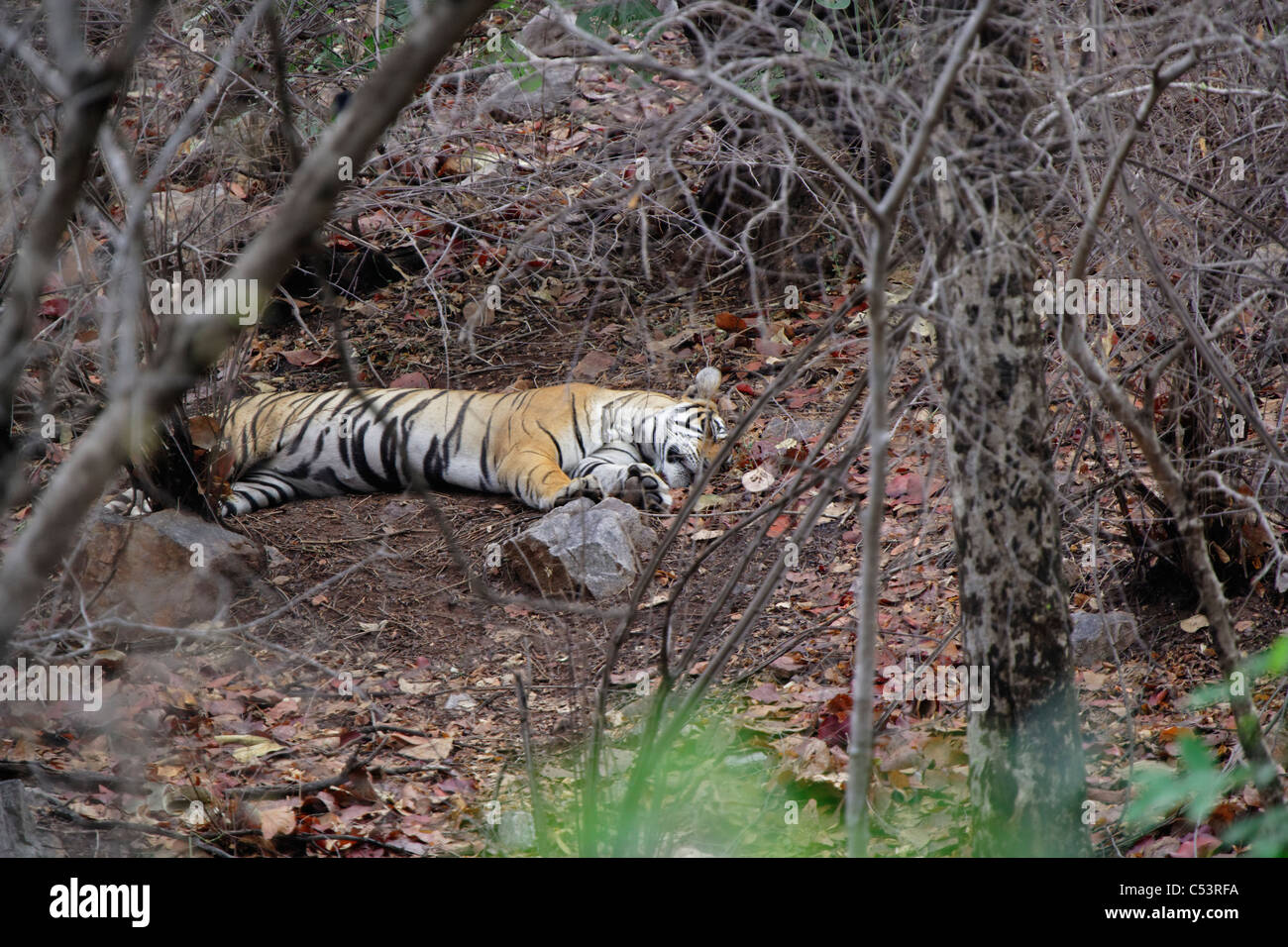 Bengal Tiger sleeping besides the trees at Ranthambhore, India. [ Panthera Tigris ] Stock Photo