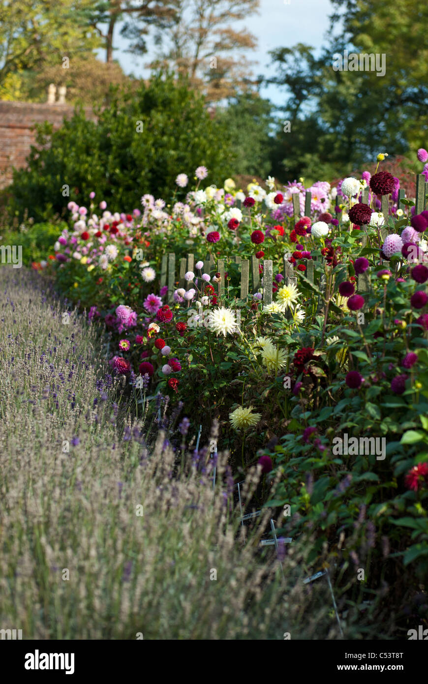 Dahlia border hires stock photography and images Alamy