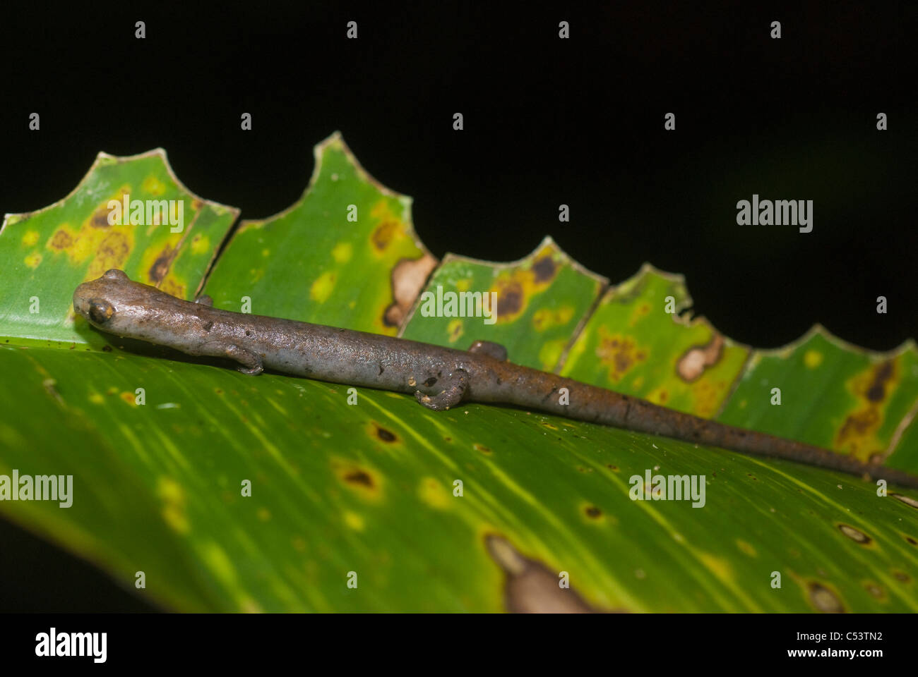 Amazon salamander (Bolitoglossa altamazonica) in the Amazon rainforest in Peru Stock Photo