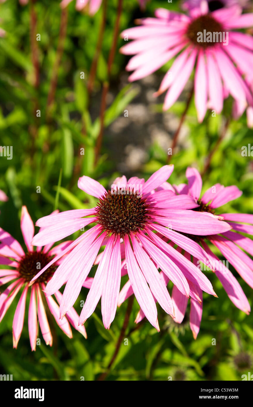 Echinacea Purpurea Rubinglow pink flowers Stock Photo Alamy