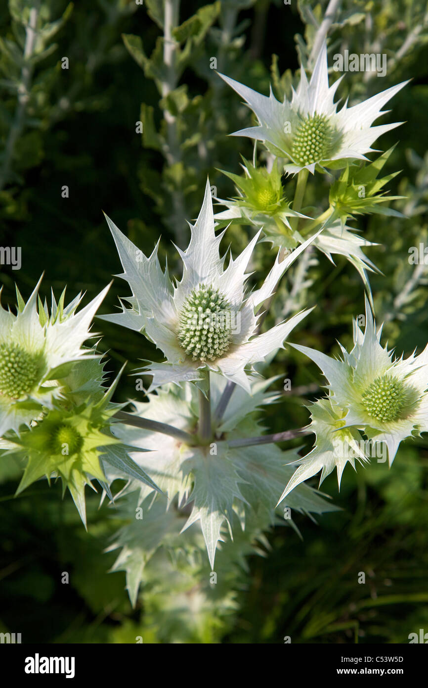 Eryngium Giganteum Silver Ghost flowers in the sunlight Stock Photo Alamy