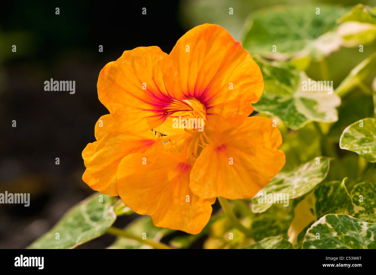 Close up of Tropaeolum Nasturtium backlit with natural sunlight in an English country garden Stock Photo