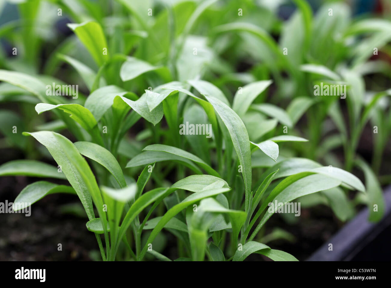 Wallflower seedlings hi-res stock photography and images - Alamy