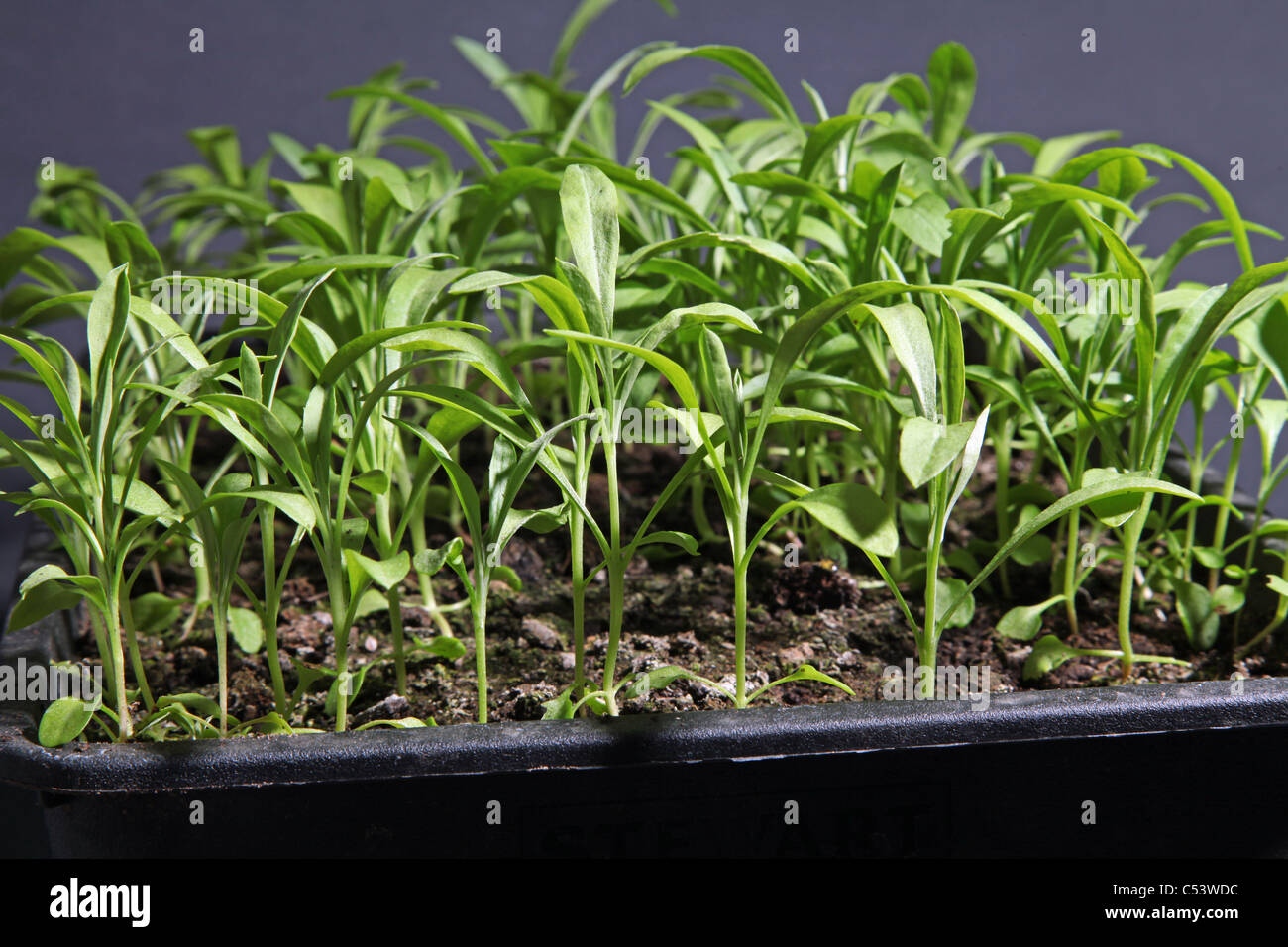 wallflower seedlings Stock Photo Alamy