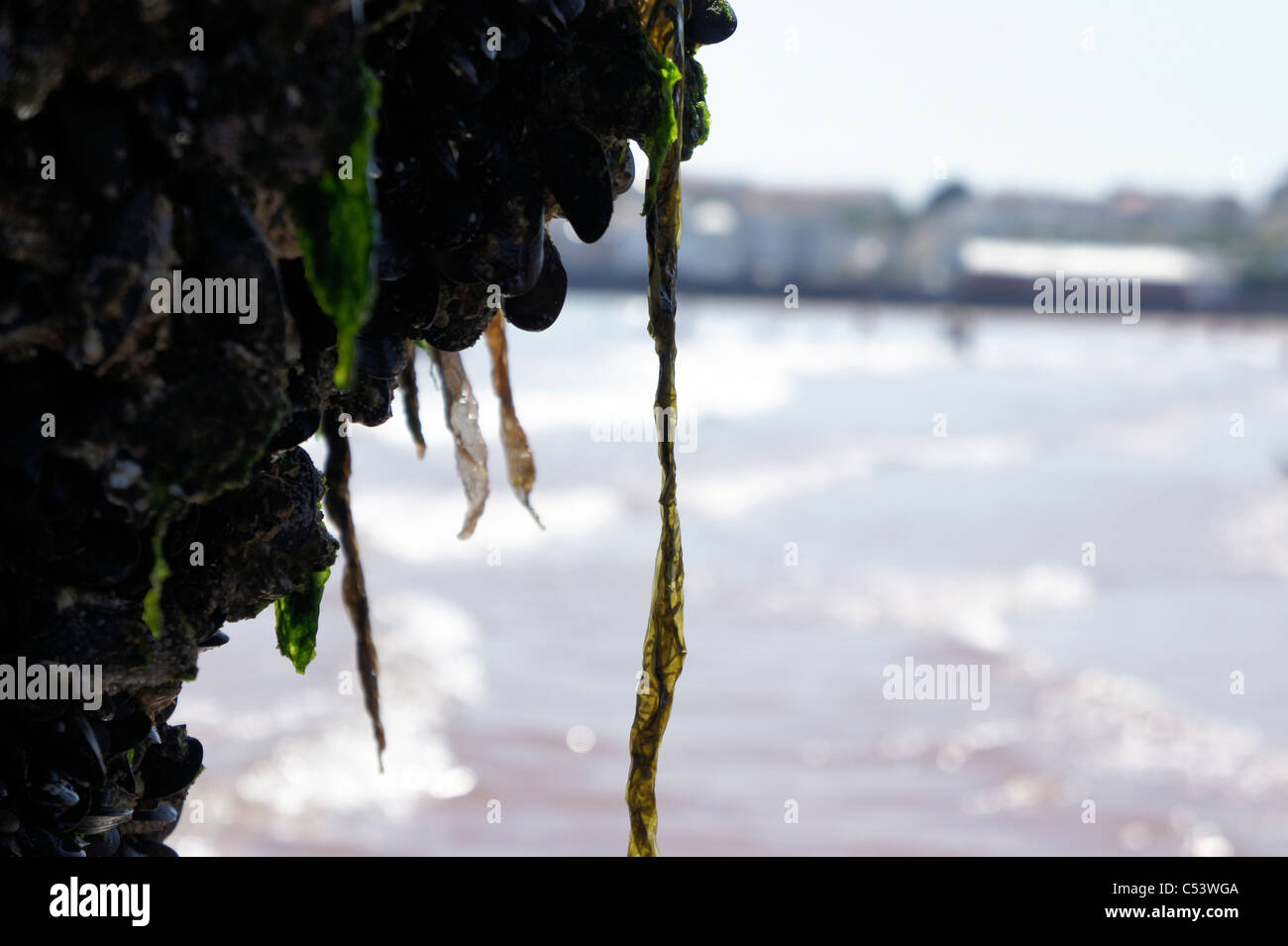 Sea Weed and crustacean stuck to a pier support on a beach Stock Photo