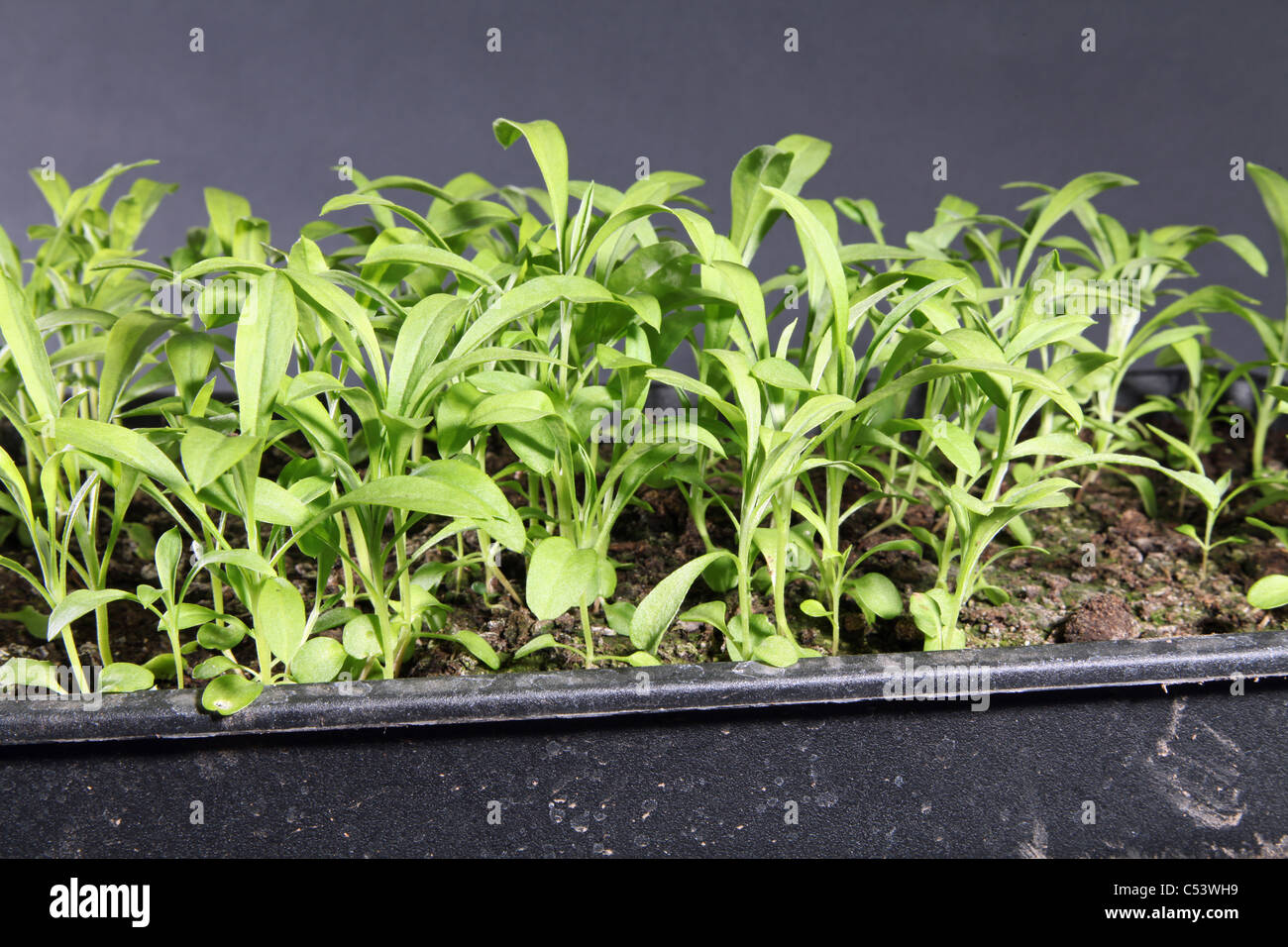 Wallflower seedlings Stock Photo