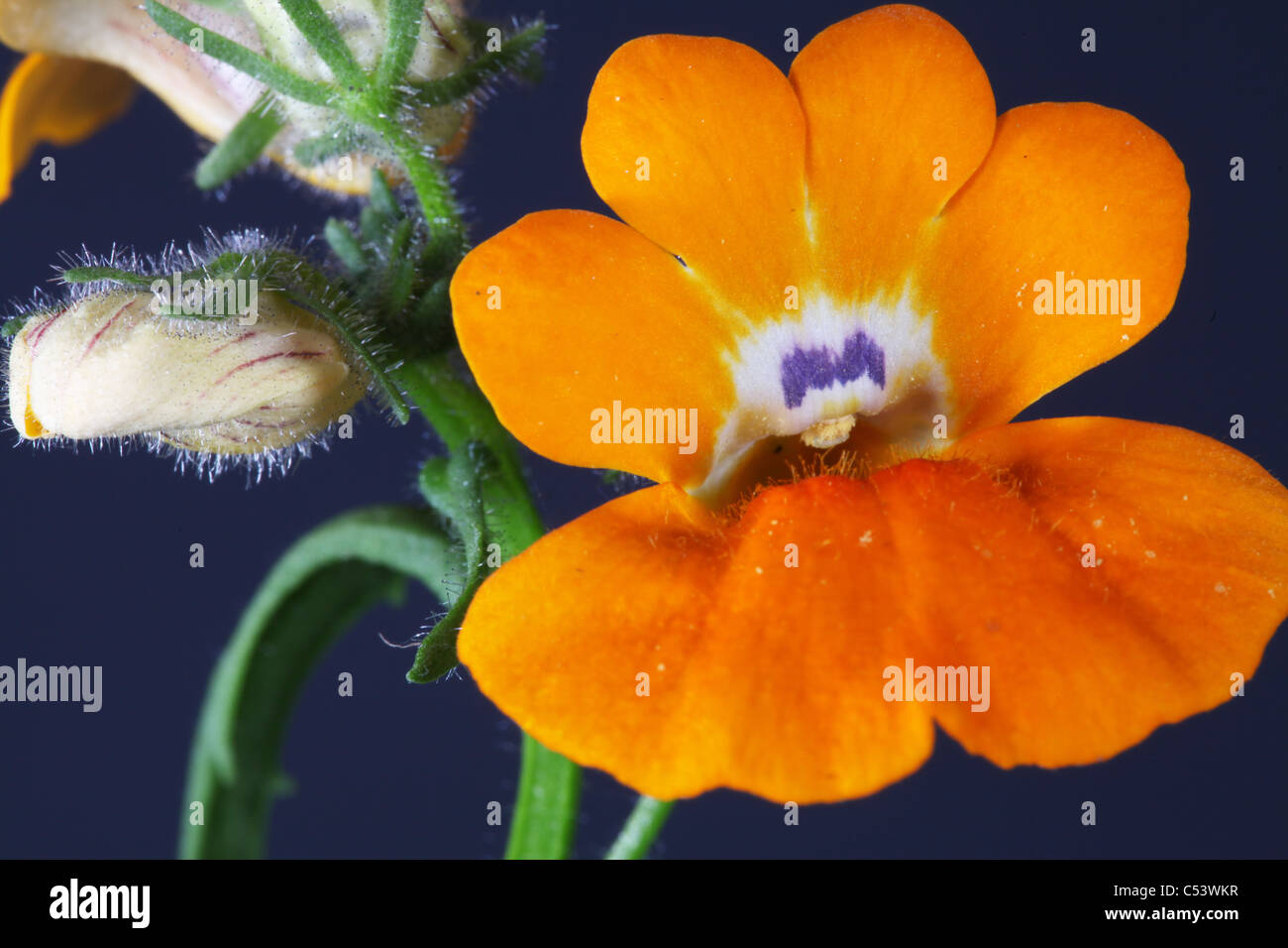 Nemesia flower Stock Photo