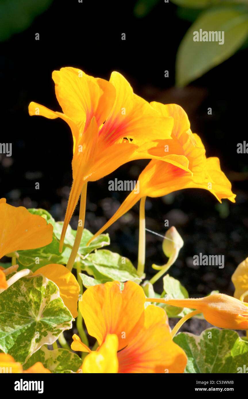 Orange nasturtium buds hires stock photography and images Alamy