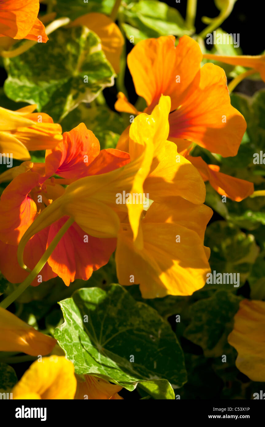 Nasturtium tropaeolum nasturtiums close up hires stock photography and images Alamy