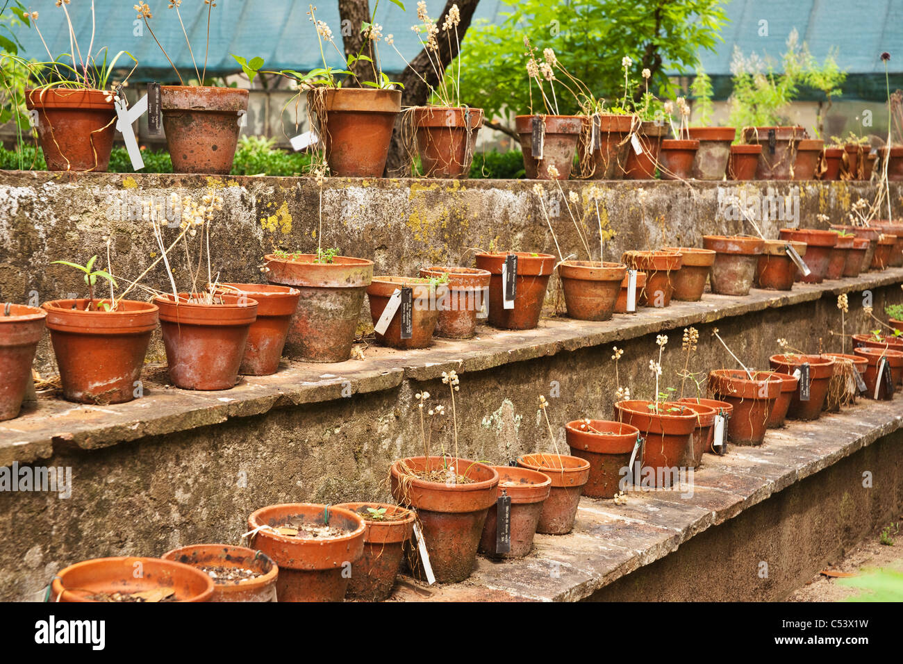 im Garten | in the garden Stock Photo
