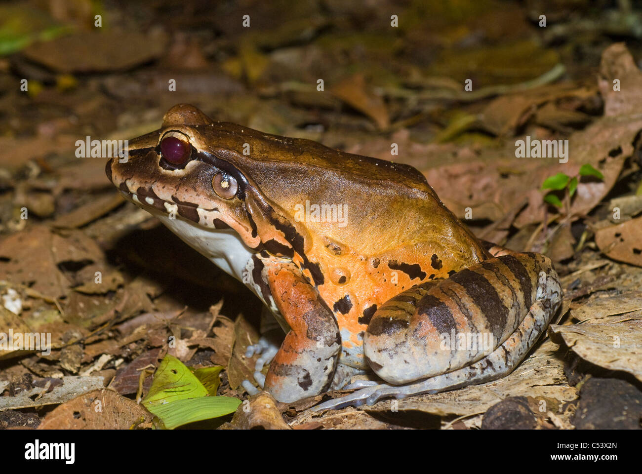 Smoky jungle frog (Leptodactylus pentadactylus) in the Amazon