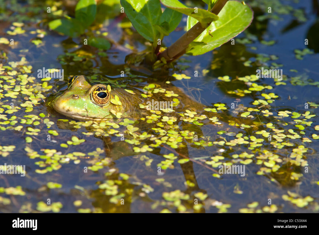 Common toad in a pond with his head above the water Stock Photo