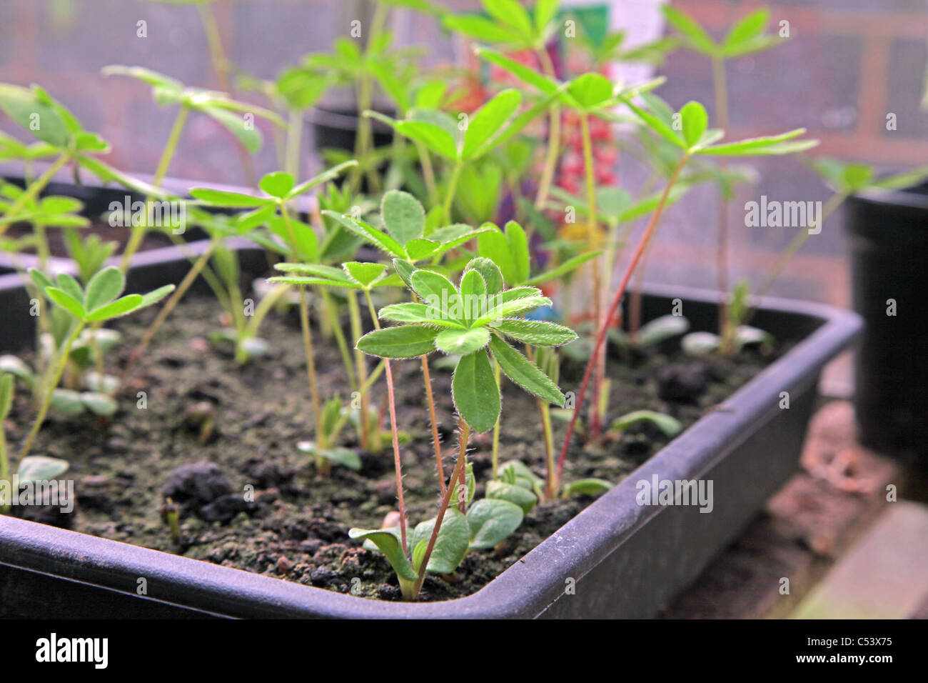 Lupin seed hires stock photography and images Alamy