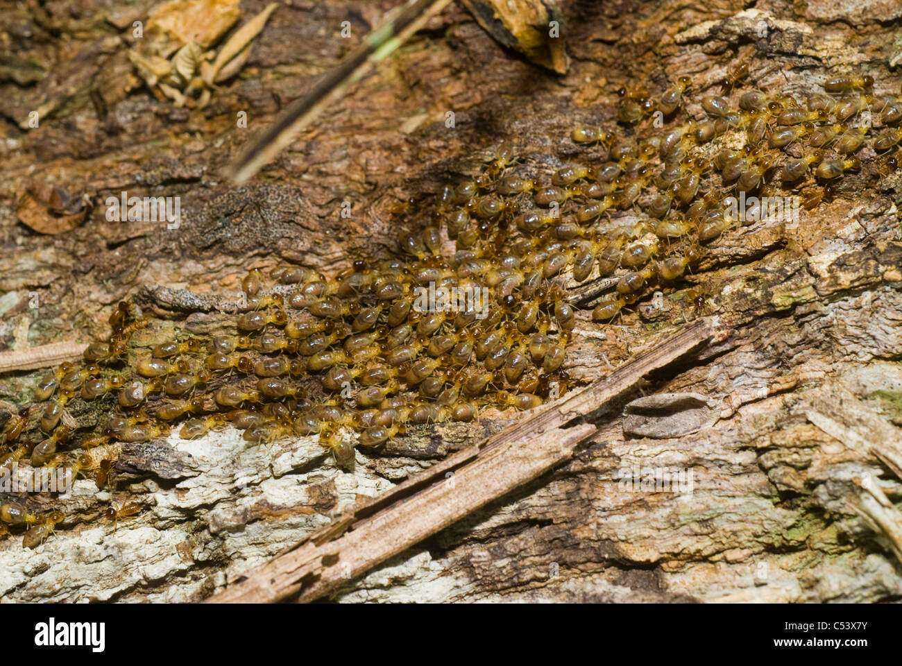 Termites on log in the Amazon rainforest in Loreto Peru Stock Photo