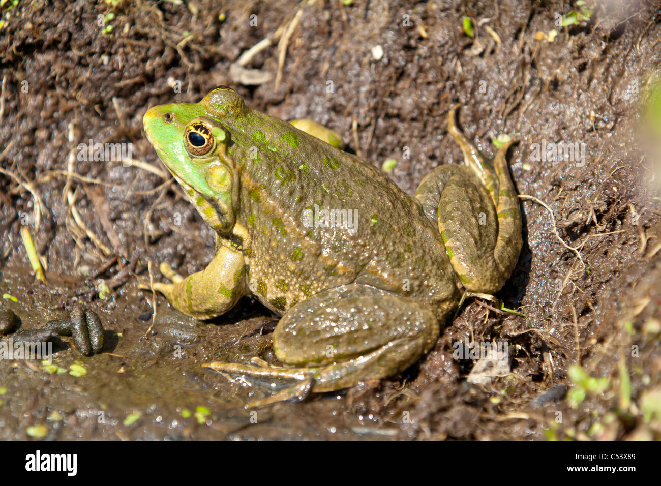 Common toad on a muddy bank Stock Photo