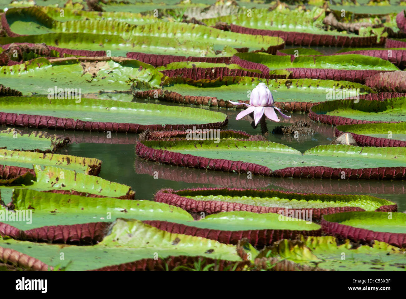 Amazon giant water lily (Victoria amazonica) near the Amazon River in