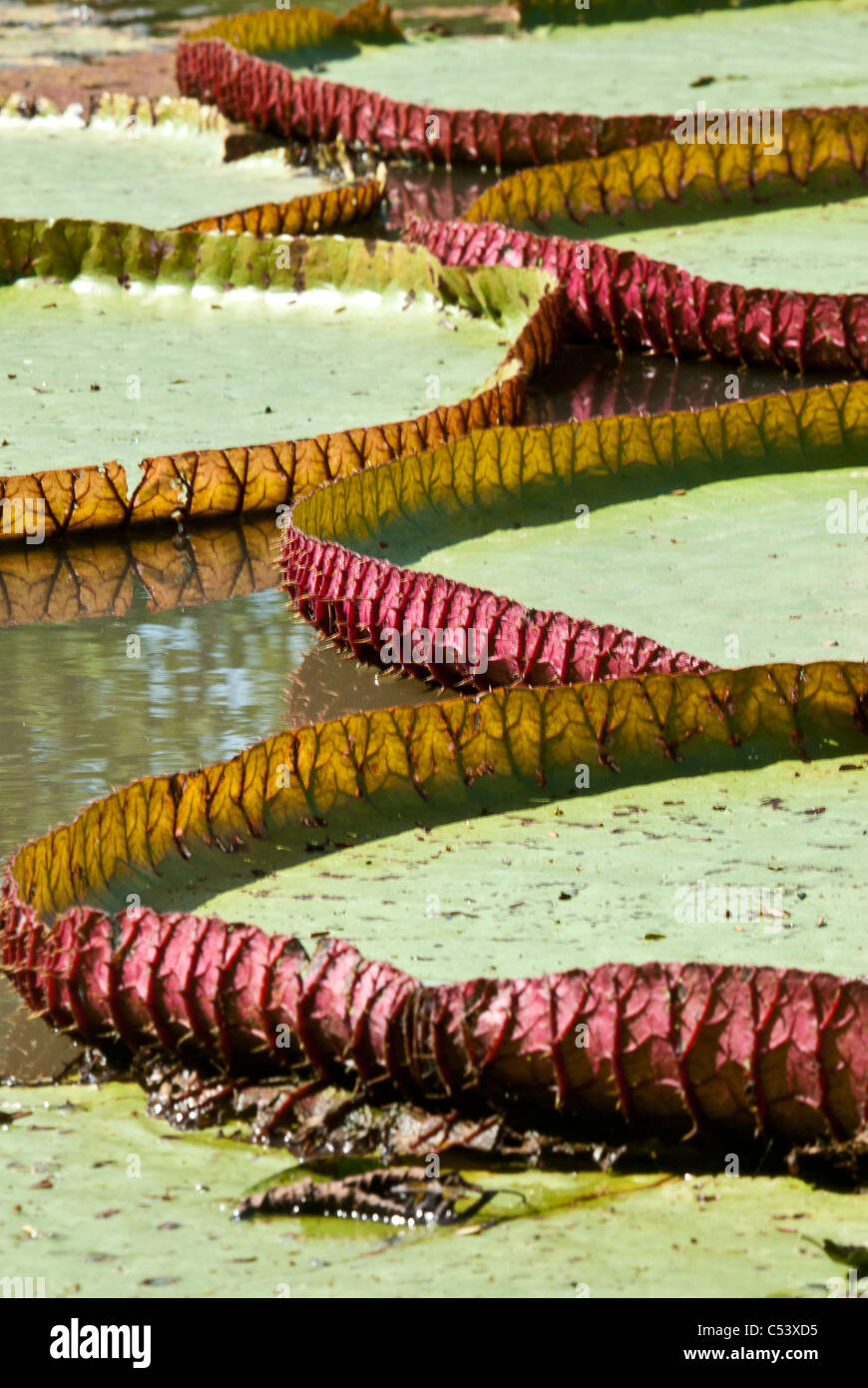 Amazon giant water lilies (Victoria amazonica) near the Amazon River in Peru South America Stock Photo