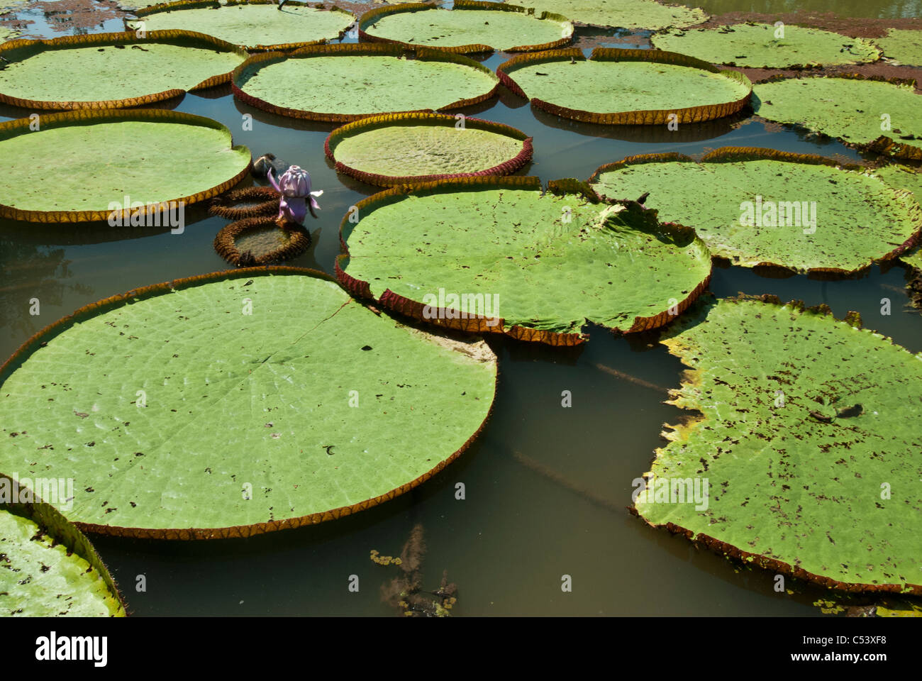 Amazon giant water lilies (Victoria amazonica) near the Amazon River in