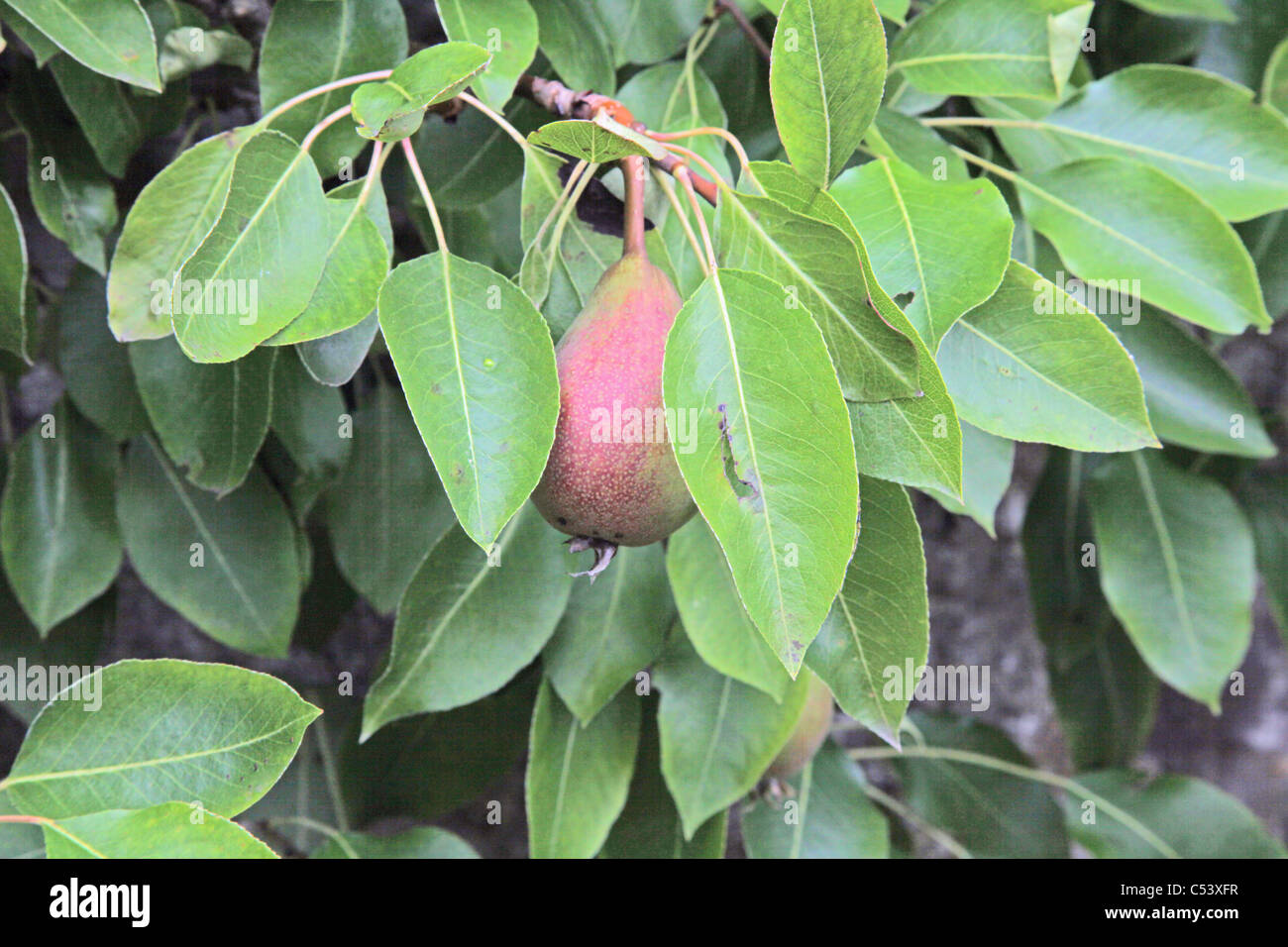Pear growing on tree Stock Photo