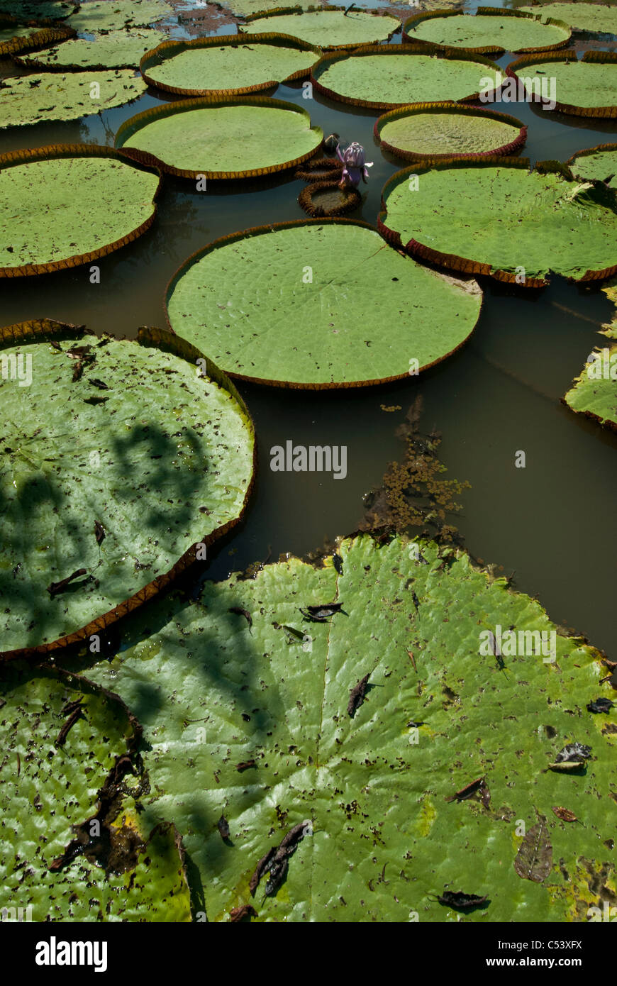Amazon lilies peru hires stock photography and images Alamy