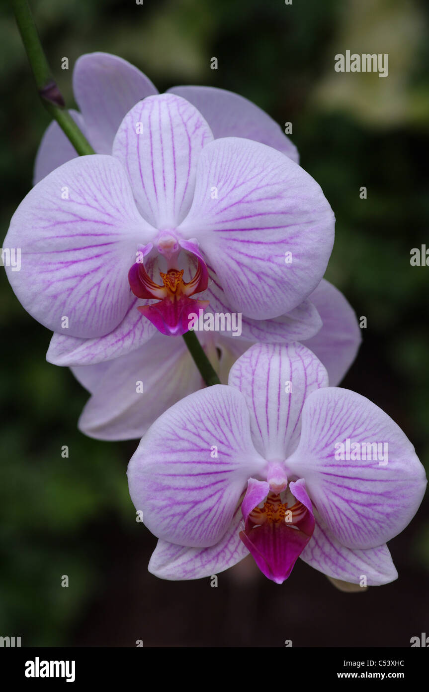 Pink-veined Phalaenopsis, Moth Orchid, spray, two flowers facing Stock Photo