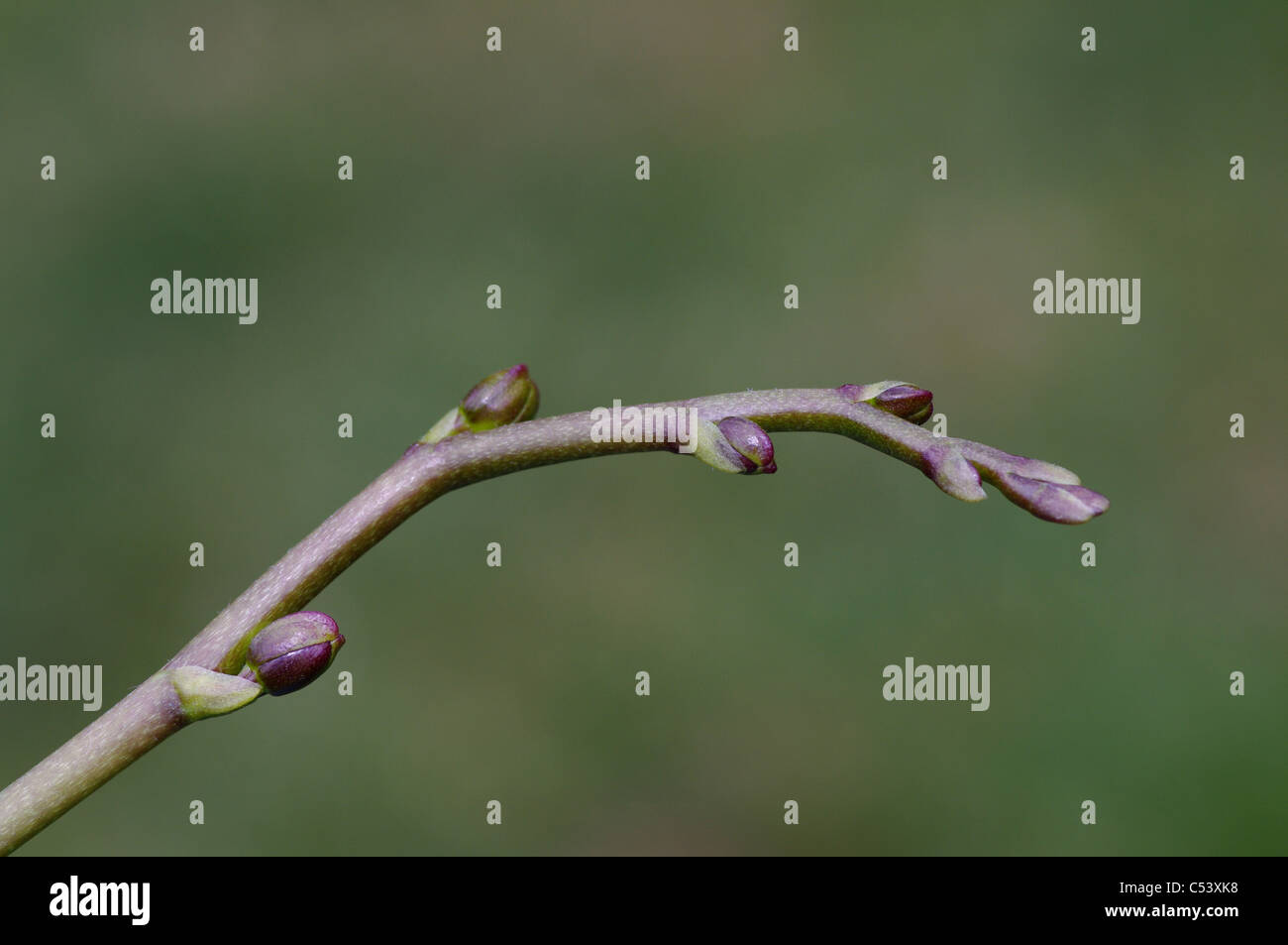Phalaenopsis orchid buds Stock Photo Alamy