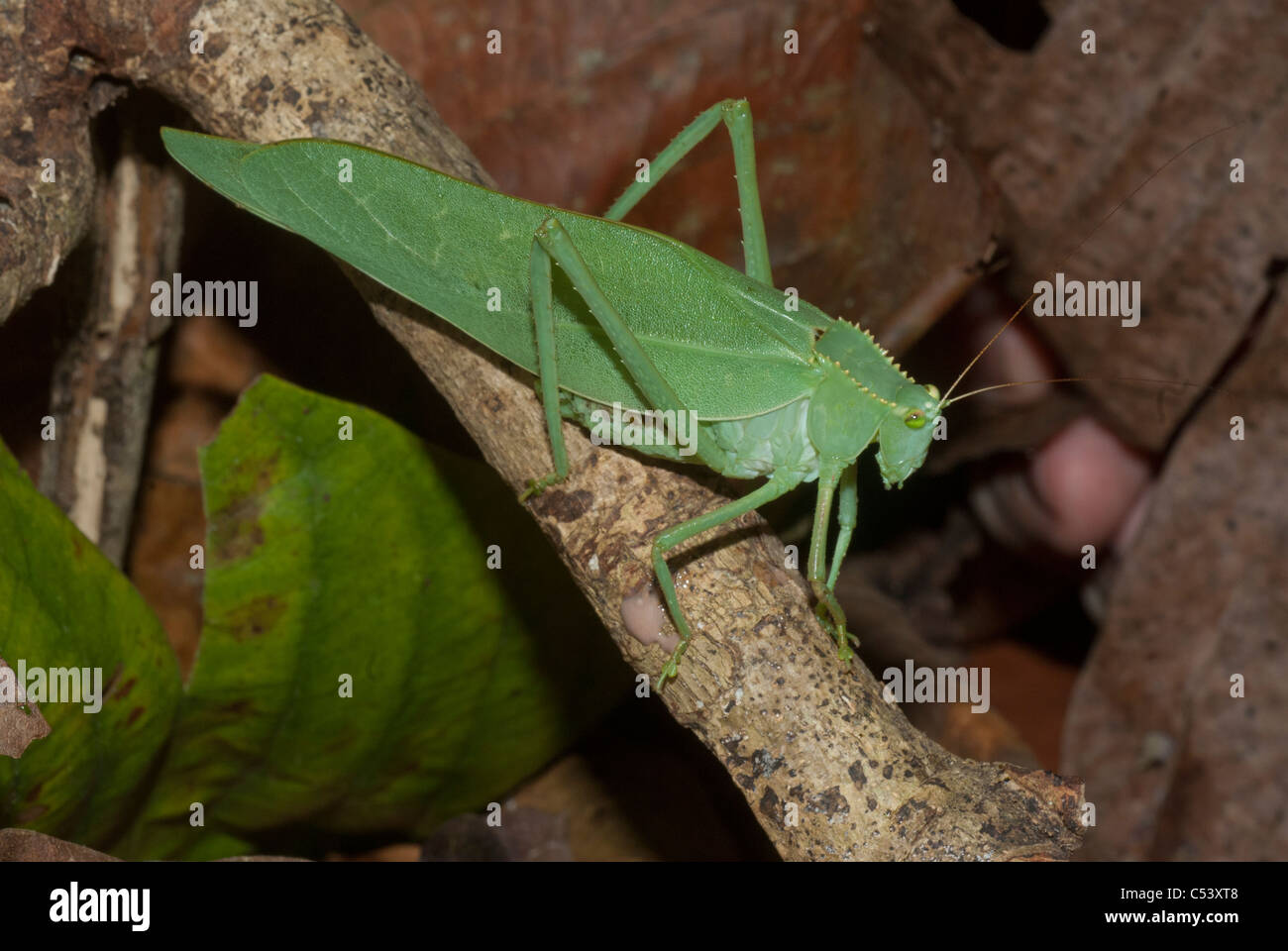 Green katydid (Steirodon sp.) in the Amazon rainforest of Peru Stock Photo