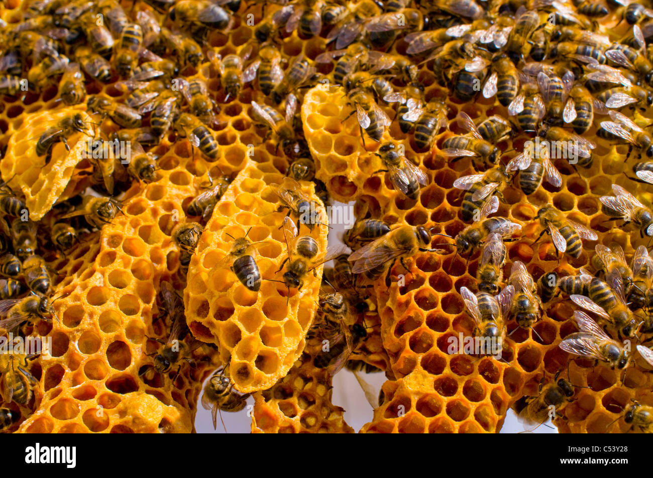 Honeybees Apis mellifera Stock Photo