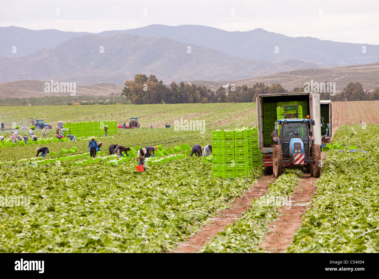 Lettuce crops being harvested in a field near Sorbas in Southern Spain