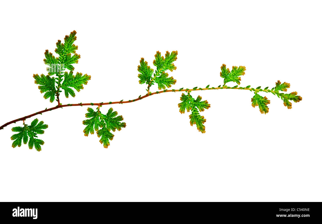 Branch of young green leaves isolated on white background Stock Photo ...