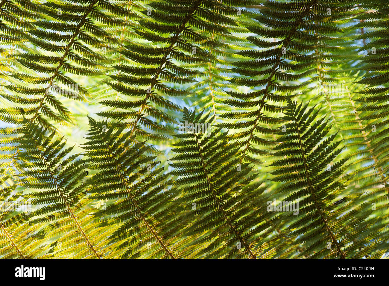 Cyathea Dealbata. Silver tree fern Stock Photo