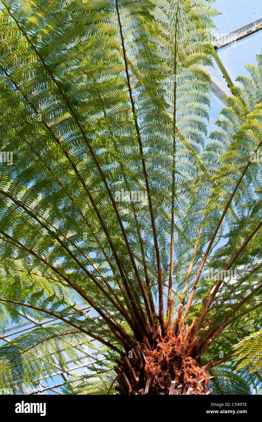 Dicksonia antarctica tree fern at Royal Botanic Gardens, Edinburgh. Scotland Stock Photo