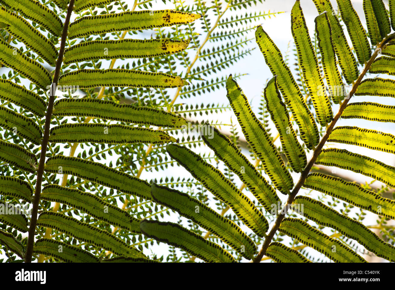 Ptisana salicina .  syn. Marattia Fraxinea. King fern Stock Photo